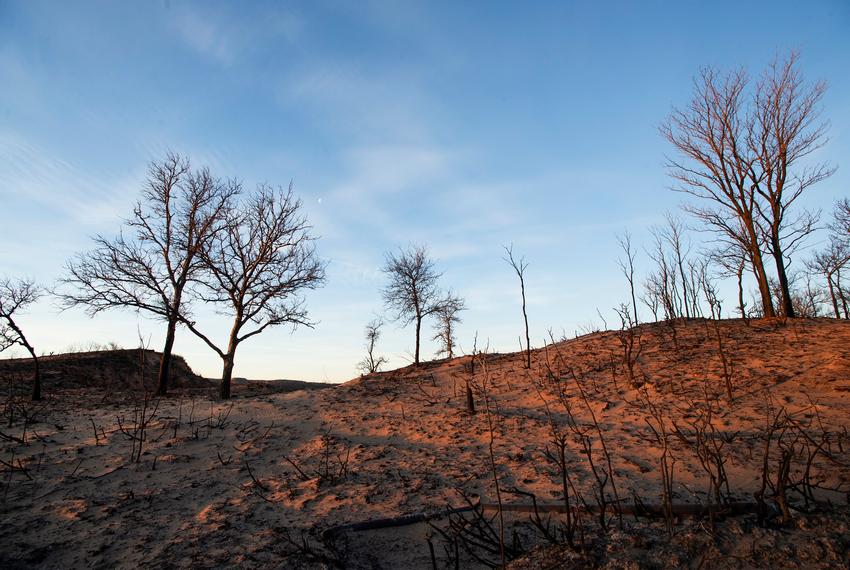 Trees stand burned from the Smokehouse Creek fire on Sunday, March. 3, 2024, in Hemphill Co.