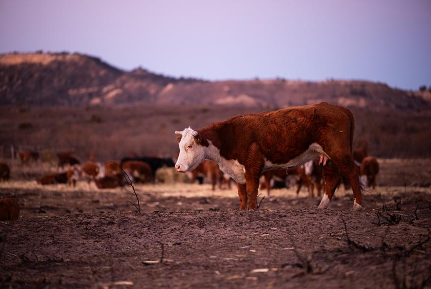 Cattle stand in the burn scar from the Smokehouse Creek fire Sunday, March. 3, 2024, in Hemphill County, Texas.