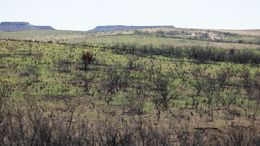 Green grass grows around plants and trees scorched by Smokehouse Creek wildfire on April 3, 2024 near Canadian. “The lands recover faster than the people,” said Janet Guthrie, a Canadian resident who raises cattle in Hemphill Co.