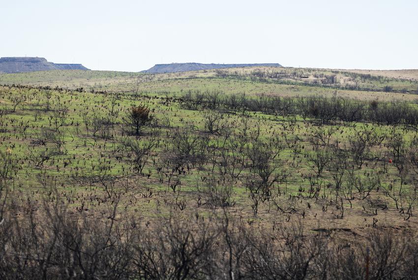 Green grass grows around plants and trees scorched by Smokehouse Creek wildfire on April 3, 2024 near Canadian. “The lands recover faster than the people,” said Janet Guthrie, a Canadian resident who raises cattle in Hemphill Co.