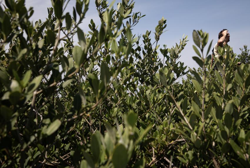 Max Portmann, a PhD student with the Proffitt-Delvin Lab of Coastal Ecology and Genetics, hikes through a black mangrove forest near Oso Bay on April 18, 2024, in Corpus Christi, Texas. In the right conditions, the shrubs can grow into trees 60 meters tall.