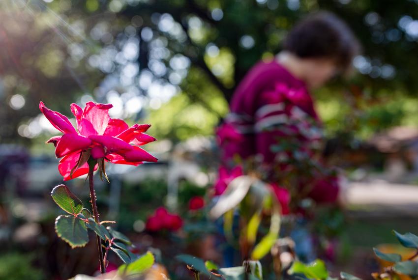 Randell inspects the rose bush outside of his home in Fort Worth, on April 27, 2023. He says it can be difficult for anything, or anyone, to grow in Texas.