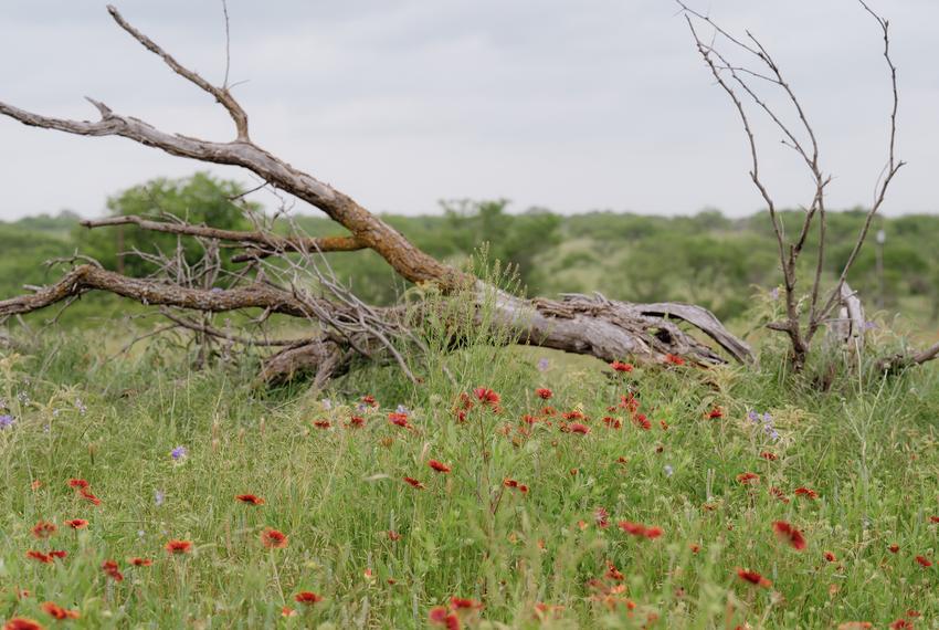 Indian blanket flowers on Birdwell and Clark Ranch, land owned by Deborah Clark and her husband, on Monday, May 6, 2024 in Henrietta, Texas. The city of Wichita Falls is seeking a permit to construct Lake Ringgold in Clay County, a reservoir the city says will help with future water needs. Residents and ranchers of Clay County, such as Ms. Clark, say they will lose acres of their property and claim the project is unnecessary.                                                                             