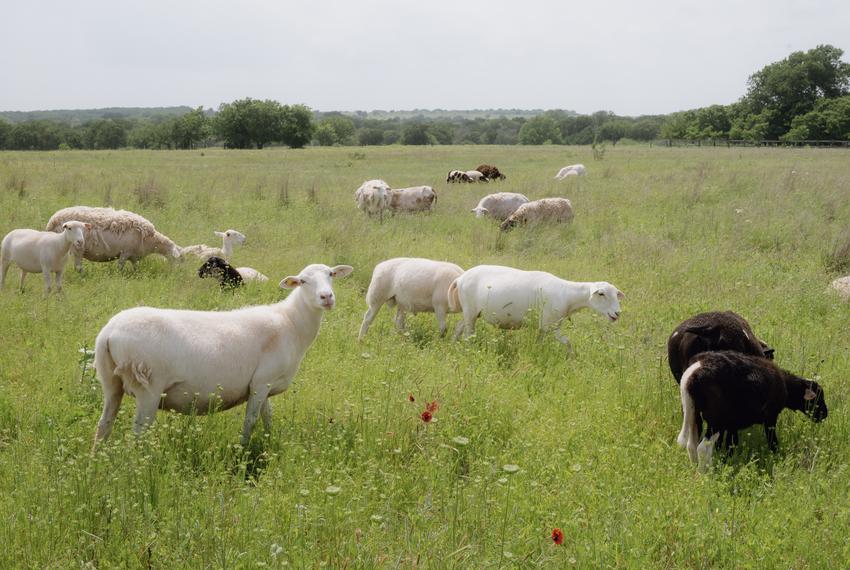 Sheep graze on Birdwell and Clark Ranch on Monday, May 6, 2024 in Henrietta, Texas. The city of Wichita Falls is seeking a permit to construct Lake Ringgold in Clay County, a reservoir the city says will help with future water needs. Deborah Clark, co-owner of Birdwell and Clark Ranch, says part of her land will be inundated if the permit to build Lake Ringgold is approved.                                                                        