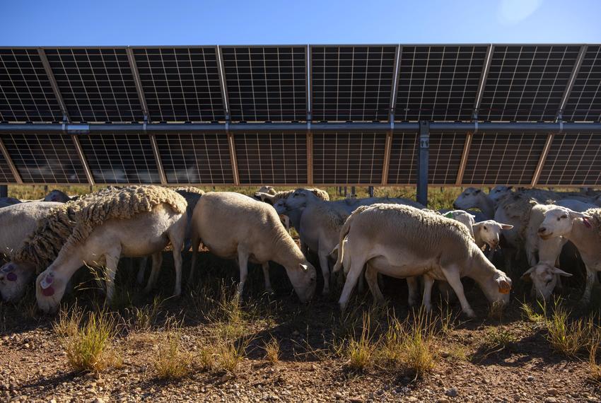 Sheep graze along a service road at the Enel solar farm Friday, Oct. 20, 2023, in Haskell County.