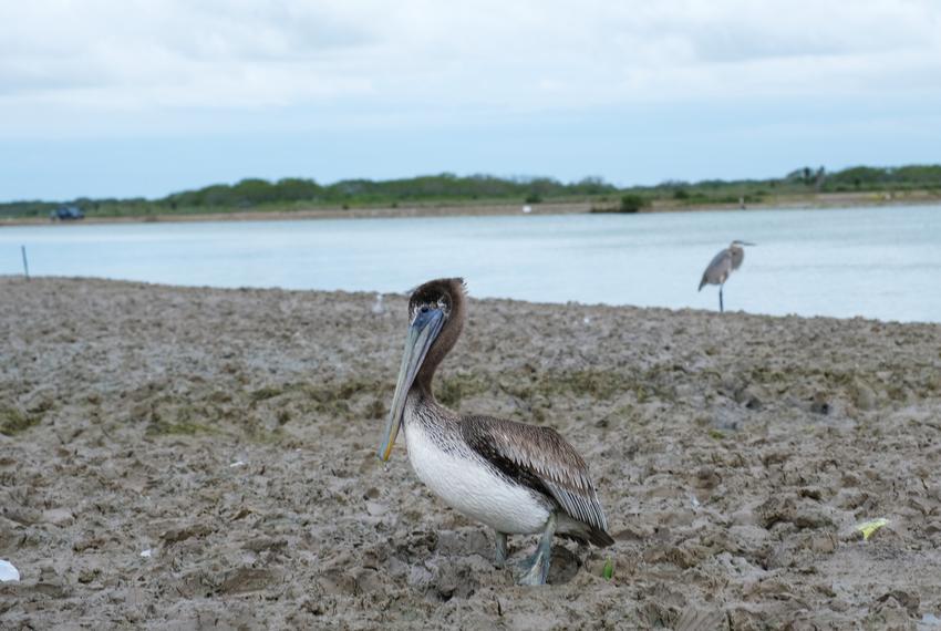 Brown pelicans near the Brownsville Ship Channel connecting the Port of Brownsville to the Gulf of Mexico.