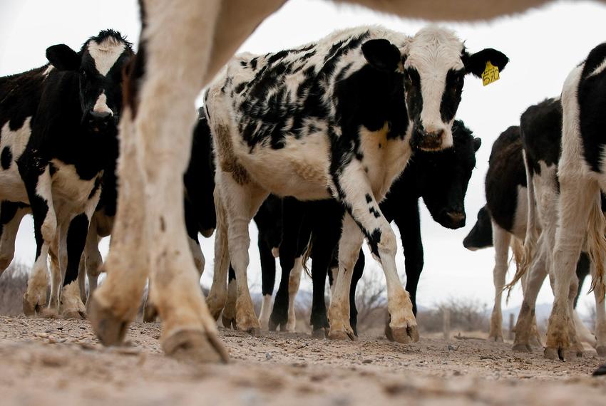 Livestock at a dairy farm on Feb. 19, 2013.