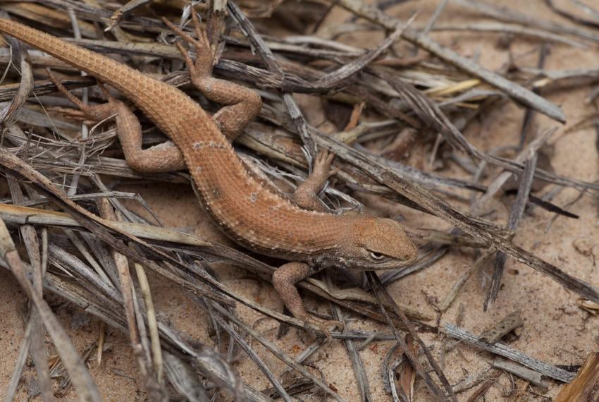 Dunes Sagebrush Lizard