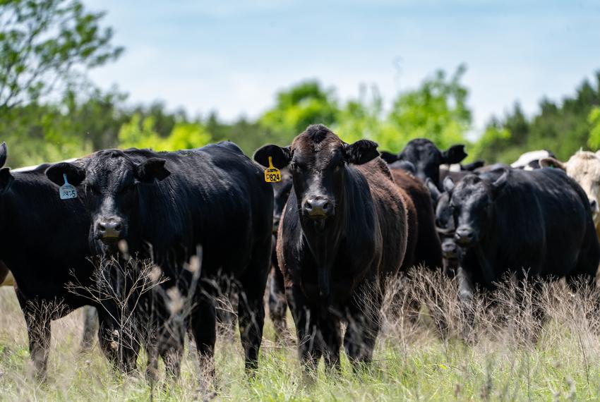 A herd of cattle along TX-137 in between Central Texas small towns.