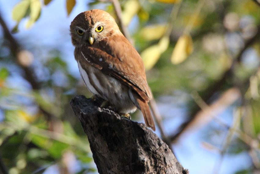 The U.S. Fish and Wildlife Service has listed the Ferruginous Pygmy-Owl, which lives in South Texas, Arizona and Mexico, as a threatened species. This owl was photographed in Costa Rica.