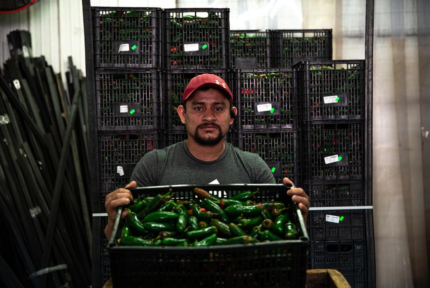 Eladio Corder sorts through mixed quality jalapenos at Trinidad Produce at the McAllen Produce Terminal Market. McAllen, TX. April 14, 2022.