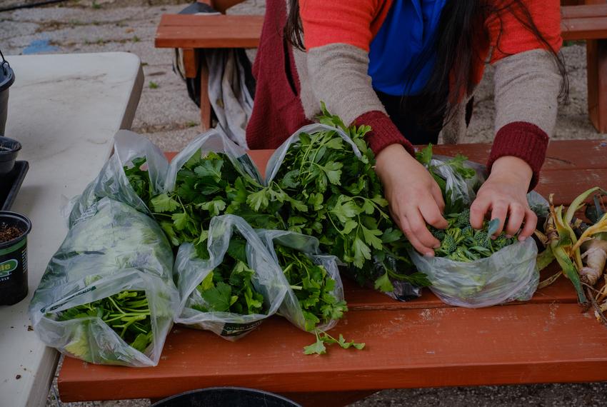 Plants and vegetables are seen in the community garden at the Catholic Charities Guadalupe Community Center in San Antonio, Texas on February 25, 2021.