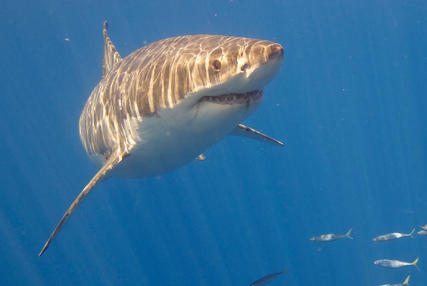 A law banning the trade of shark fins goes into effect in Texas on Friday.